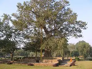 Anandabodhi tree in Jetavana monastery.