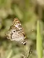 Anartia jatrophae