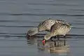 Lake Nakuru, Kenya