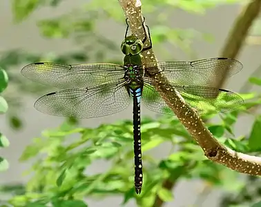 Anax guttatus female