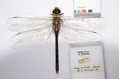 Female. Museum specimen