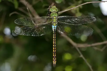 female