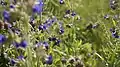 Bumblebee hovers next to a stalk of a Anchusa officinalis plant.