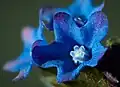 Macro view of Anchusa officinalis