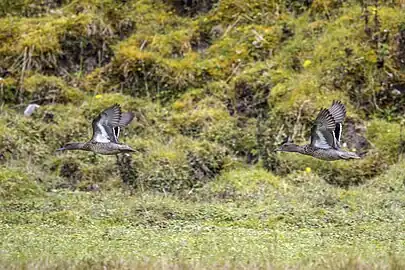 Chingaza National Natural Park, Colombia