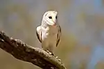 Barn owl at Birds of Prey display