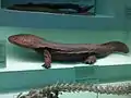 Andrias japonicus, a giant salamander which resembles first tetrapods