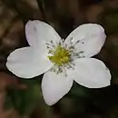 Flower close-up