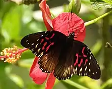 Cloud-forest monarch, genus Anetia