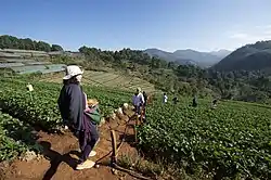 Royal Agricultural Station at Doi Ang Khang