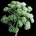 Flower head in bud of Angelica atropurpurea documented for the Bibliothèque de l'Université Laval in Quebec, Canada