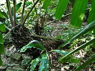 In Cairns Botanic Garden, August 2021. This image illustrates the prostrate older section of the rhizome and the erect younger portion