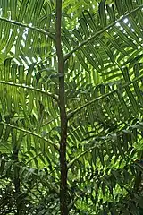 Underside of a frond