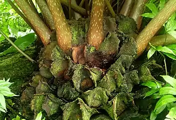 Growing at Garfield Park Conservatory. The swollen bases of the petioles are clearly seen here, as are the rounded stipules