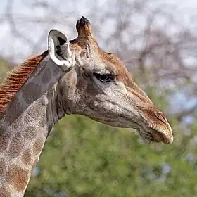 FemaleEtosha National Park