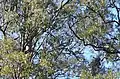 Angophora floribunda in Warkworth Sands Woodland