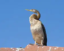 Immature male