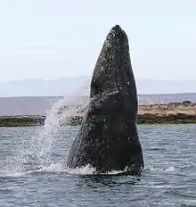 A gray whale breaching vertically, showing its very small eyes in relation to its very big head (from Baleen whale)