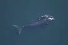 A right whale swimming with her calf