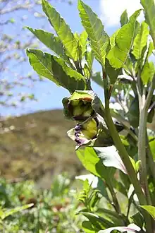 Flowering Anisodus tanguticus in profile