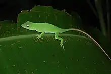 Neotropical Green Anole (Norops biporcatus)