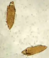 Anopheles eggs with side floats