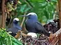 Nesting in Tubbataha Reef National Park, Philippines