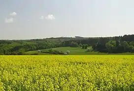 Grauer Kopf from the direction of Holzhausen an der Haide