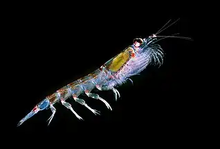 Ocean warming is changing the distribution of the keystone species Antarctic krill