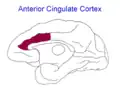 Anterior Cingulate Cortex of monkey (Macaca mulatta).