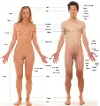 Labels of human body features displayed on images of actual human bodies, from which body hair and male facial hair have been removed.