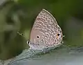 Underside (female)