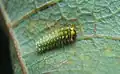 First-instar caterpillar reared on post oak