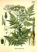 Illustration from Köhler's Medicinal Plants