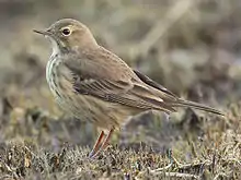 A small grayish-brown bird with whitish underparts stands on the ground.