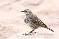 Anthus petrosus on Swanage