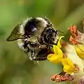 Kidney vetch provides pollen and nectar for a wide range of insects, particularly bumblebees