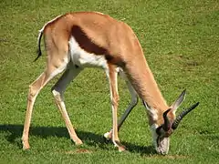 Springbok