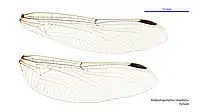 Female wings