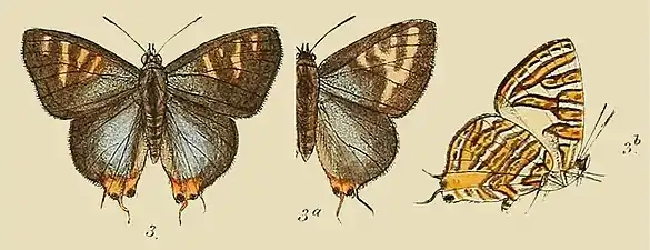 Illustration