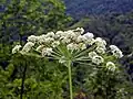 Close-up on flowers of Laserpitium latifolium