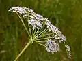 Umbel of Peucedanum cervaria, lateral view