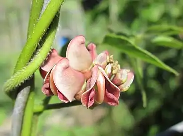 Close-up of flowers