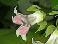 Close-up of a flower, lateral view