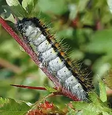 Larva