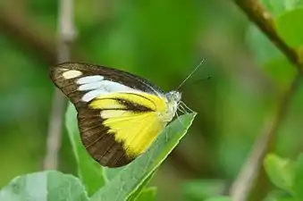 Ventral view