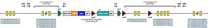 Molecular structure of Appl1 region with inserted mutation sequence