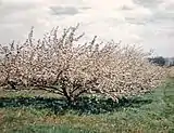 Apple trees in blossom near Walsh.