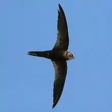 African black swift