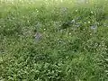 Plants growing in a meadow